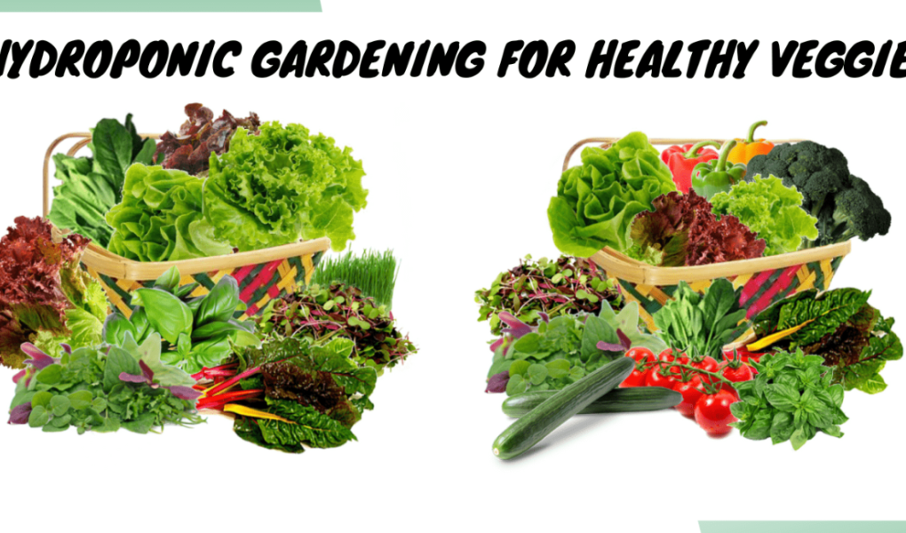 Hydroponic Gardening for Healthy Veggies