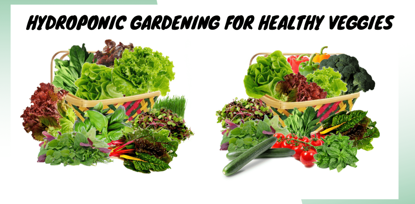 Hydroponic Gardening for Healthy Veggies