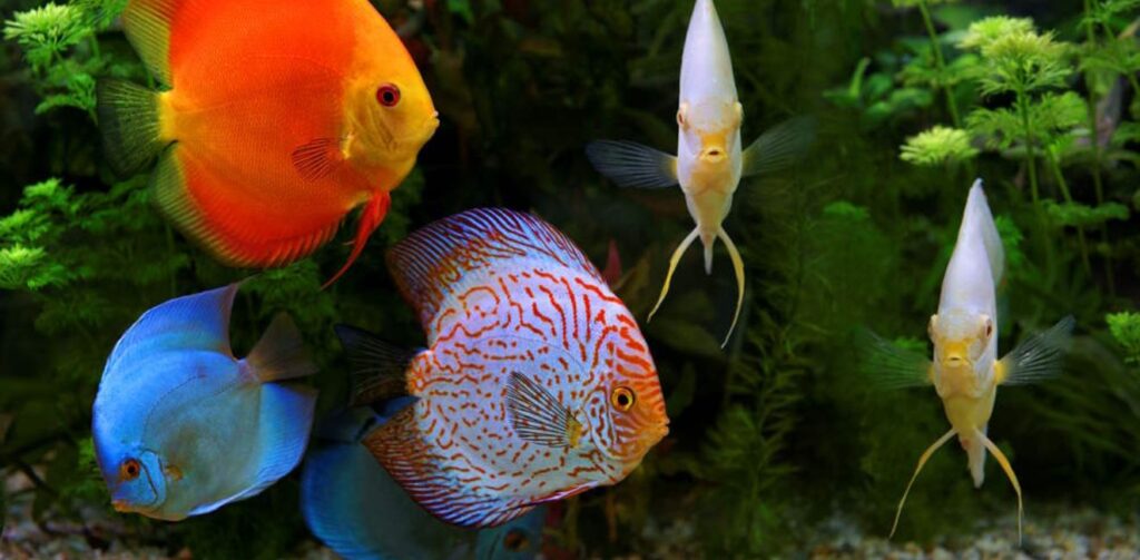Top 10 Best Freshwater Fish For Your Aquarium