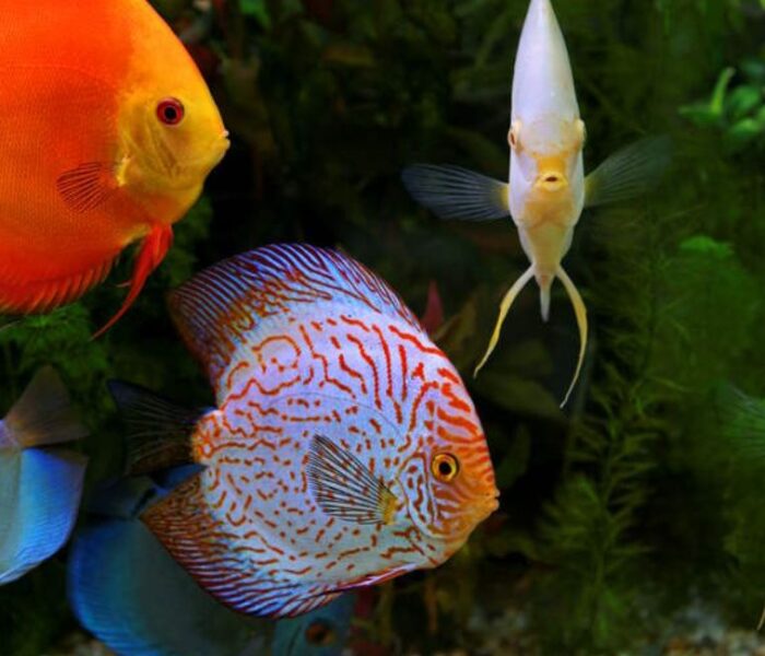 Top 10 Best Freshwater Fish For Your Aquarium